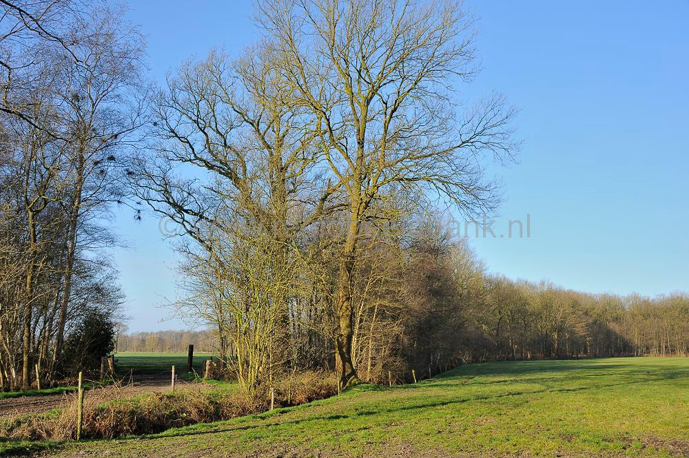 veenschoten_030.jpg