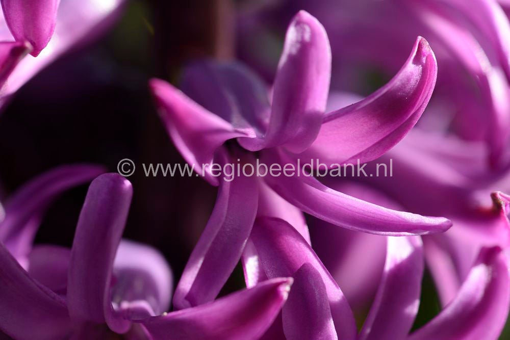 voorjaar_2015_064.jpg