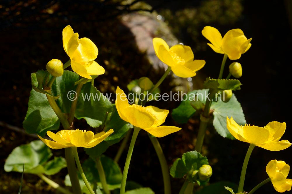 voorjaar_2015_070.jpg