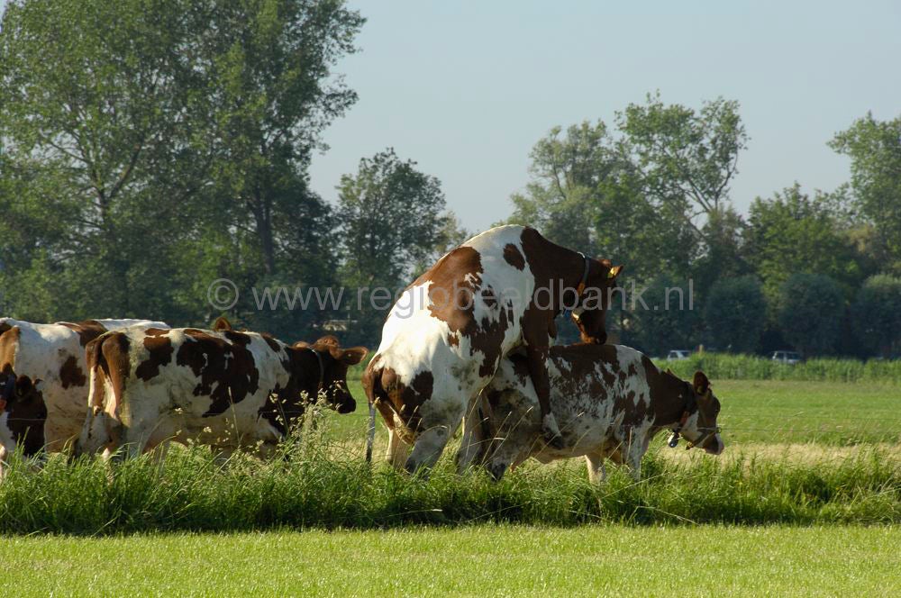 vredelantseepad_041.jpg
