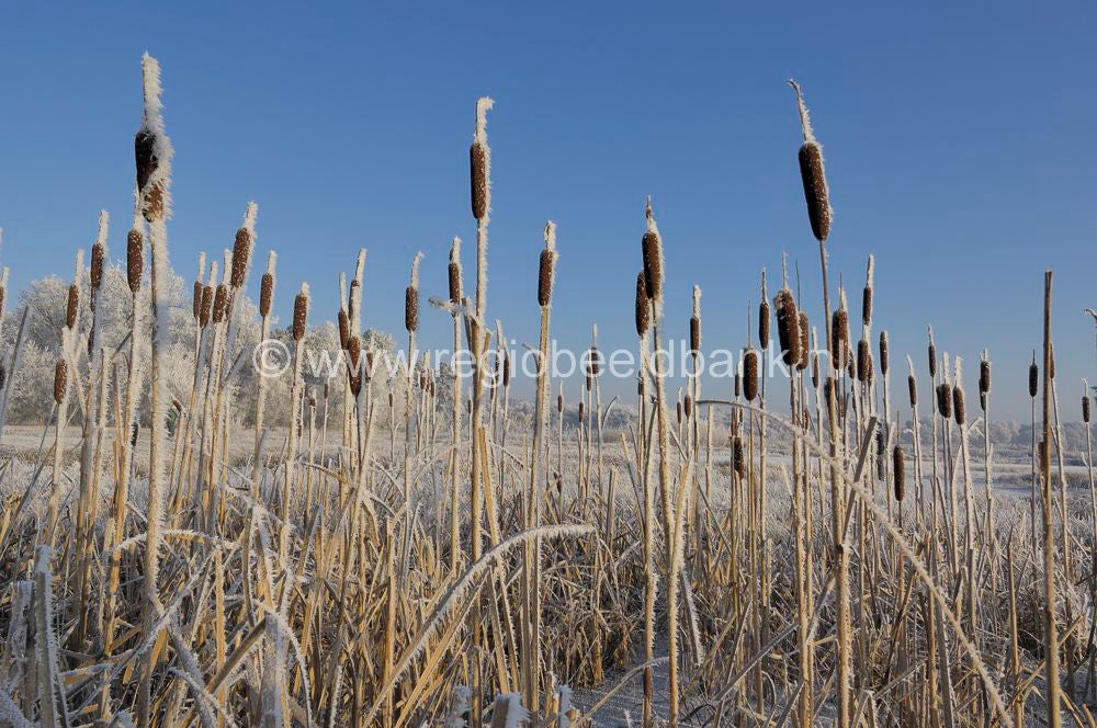 winter_2007_156.jpg
