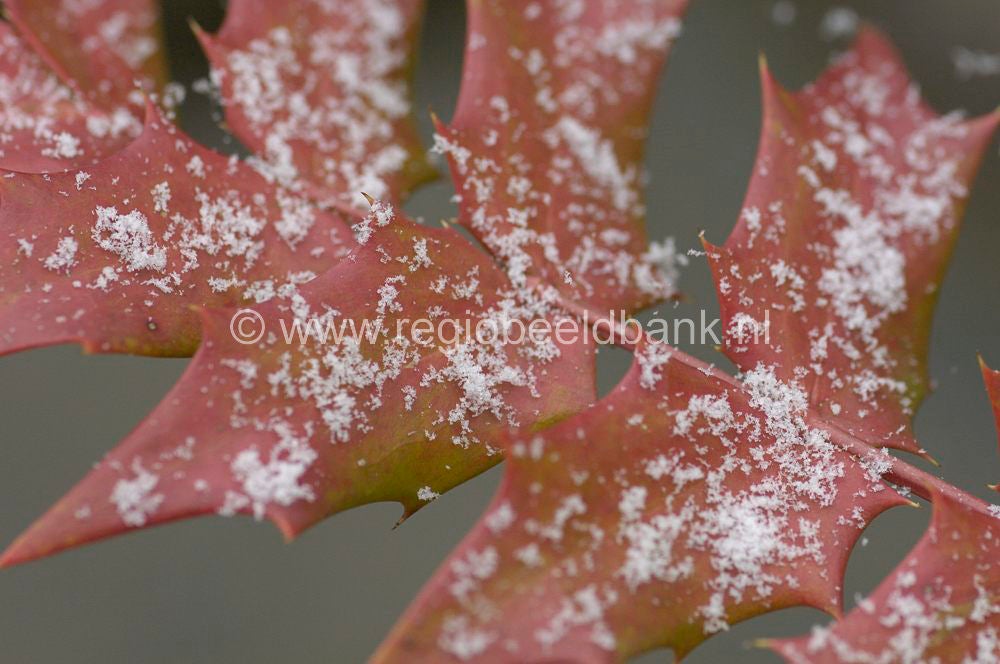 winter_stills_007.jpg