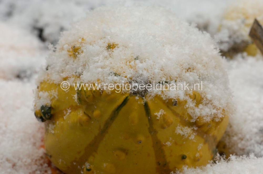 winter_stills_009.jpg
