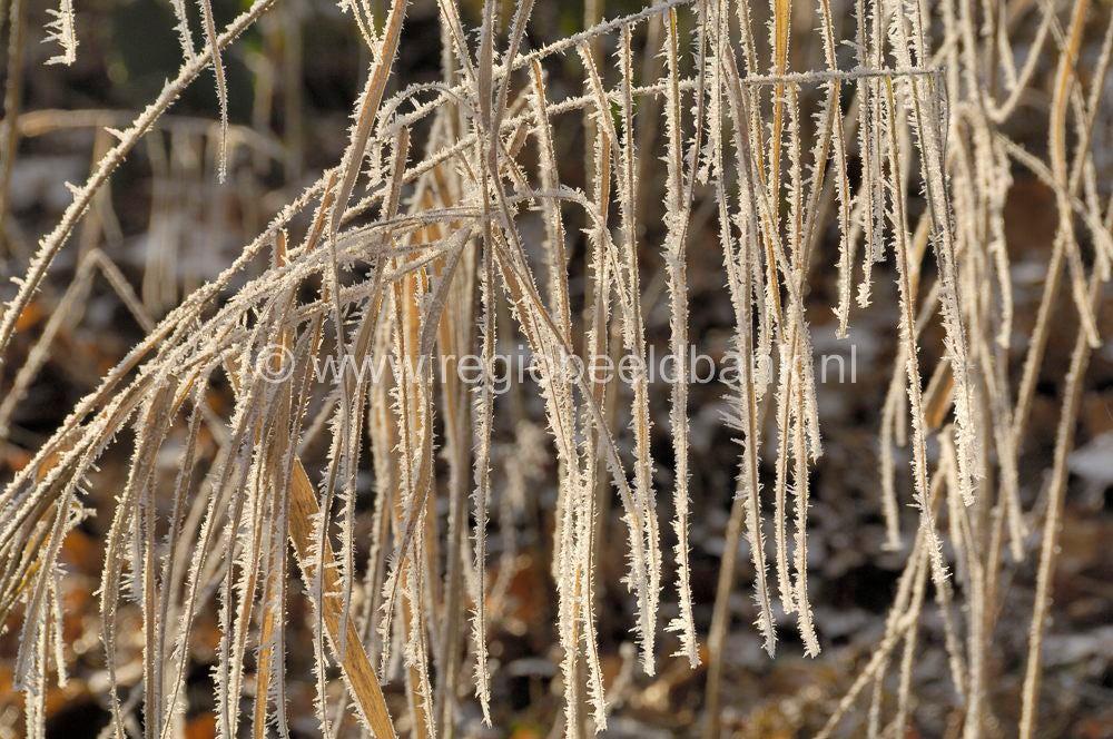 winter_stills_013.jpg