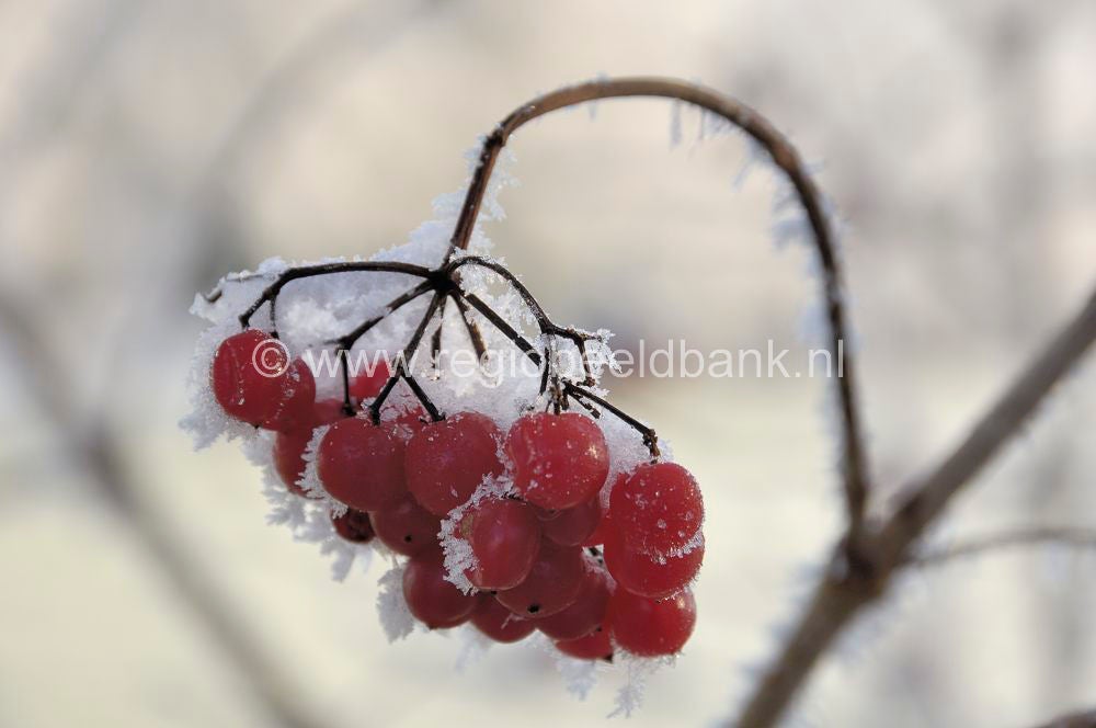 winterindevallei_032.jpg