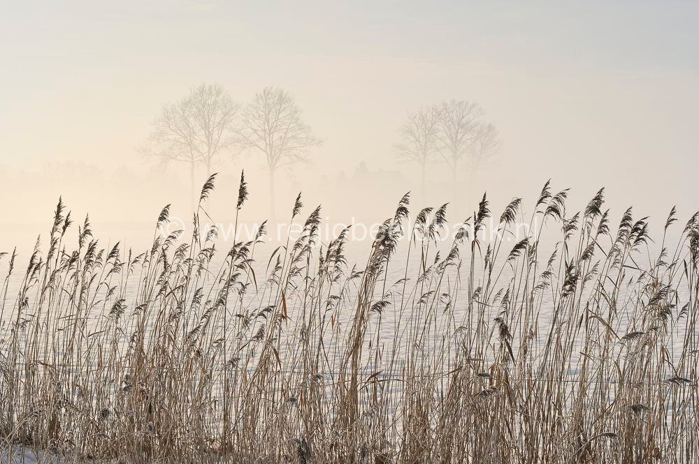 winterindevallei_044.jpg