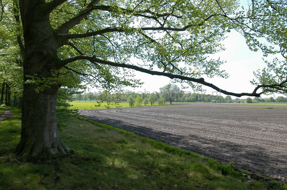witte_hek_006.jpg