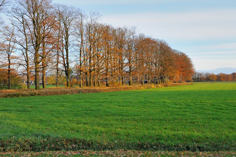 witte_hek_021.jpg