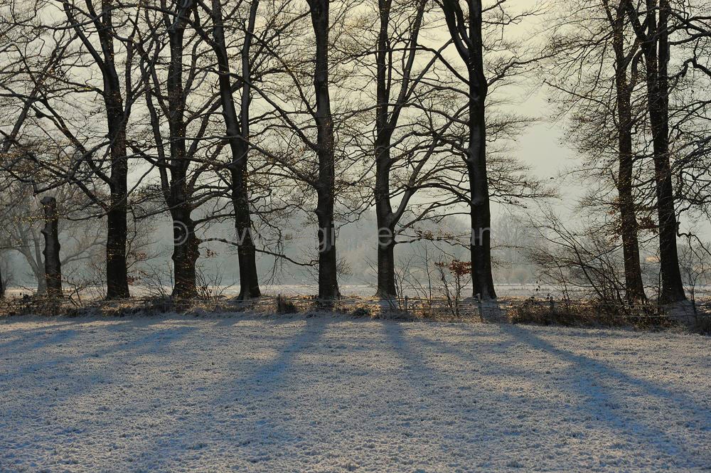 witte_hek_023.jpg