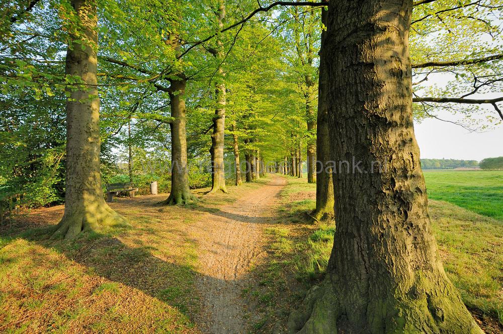 witte_hek_030.jpg