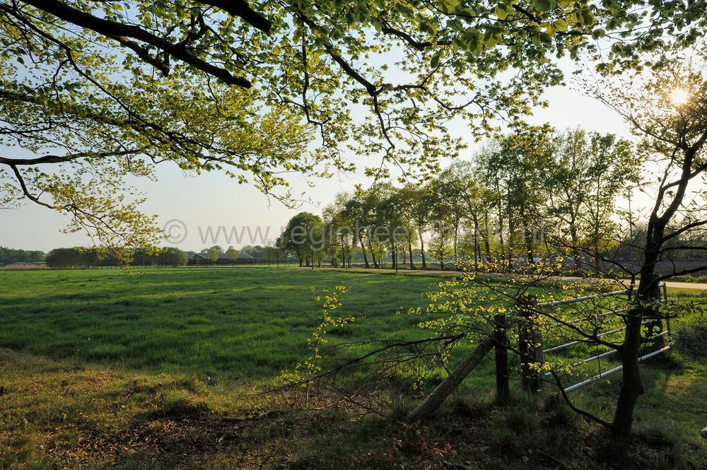 witte_hek_032.jpg