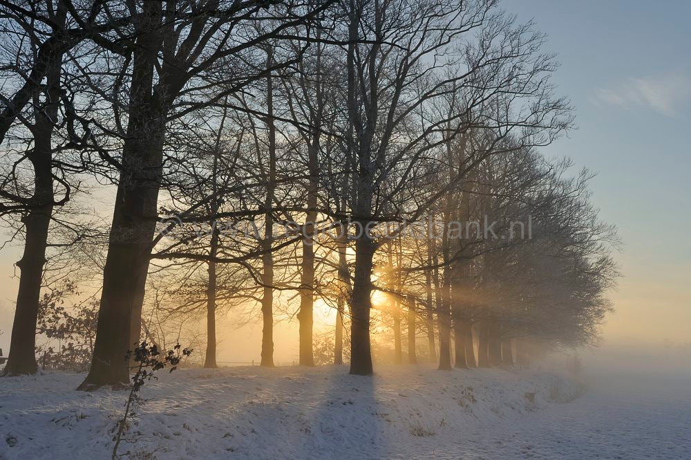 witte_hek_036.jpg