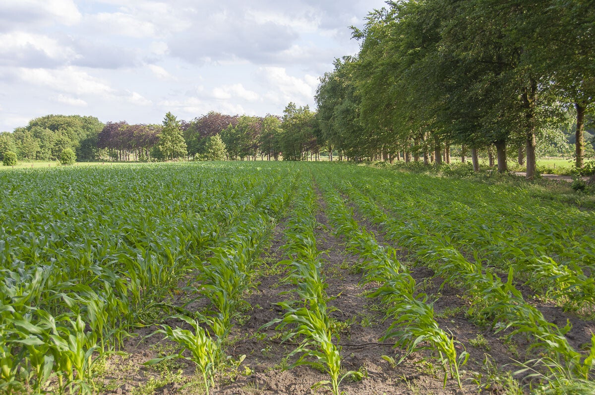 woudenberg_oudenhorsterpad_040-1.jpg