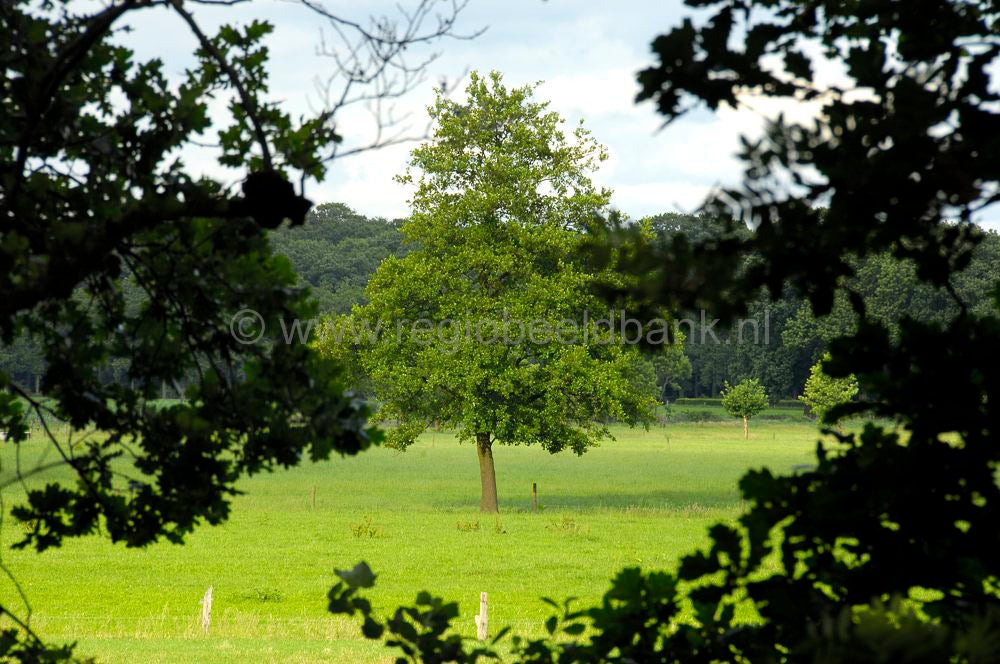 woudenberg_oudenhorsterpad_055.jpg