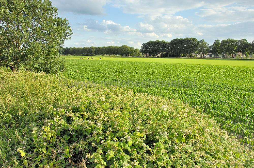 woudenberg_oudenhorsterpad_067.jpg