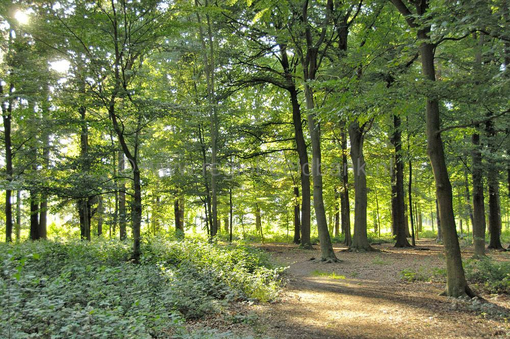 woudenberg_oudenhorsterpad_071.jpg