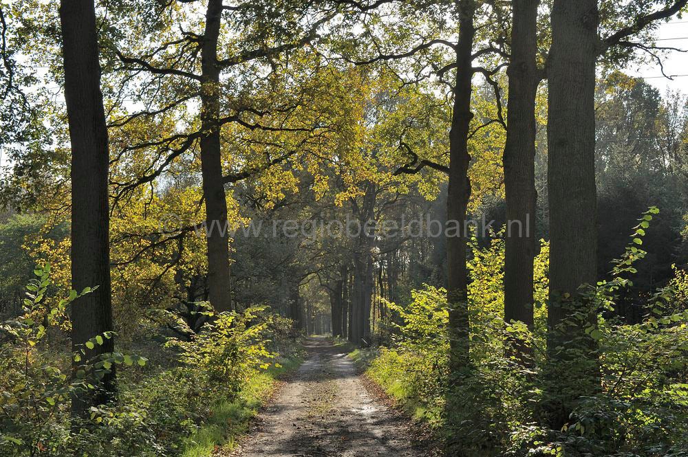 woudenberg_rumelaar_031.jpg