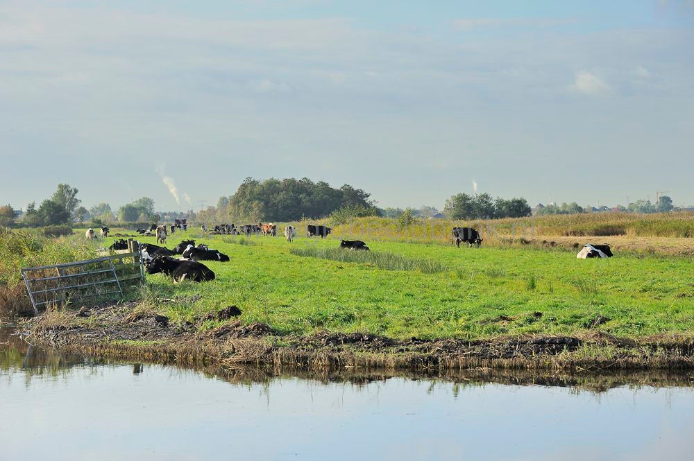 zaanstreek_093.jpg