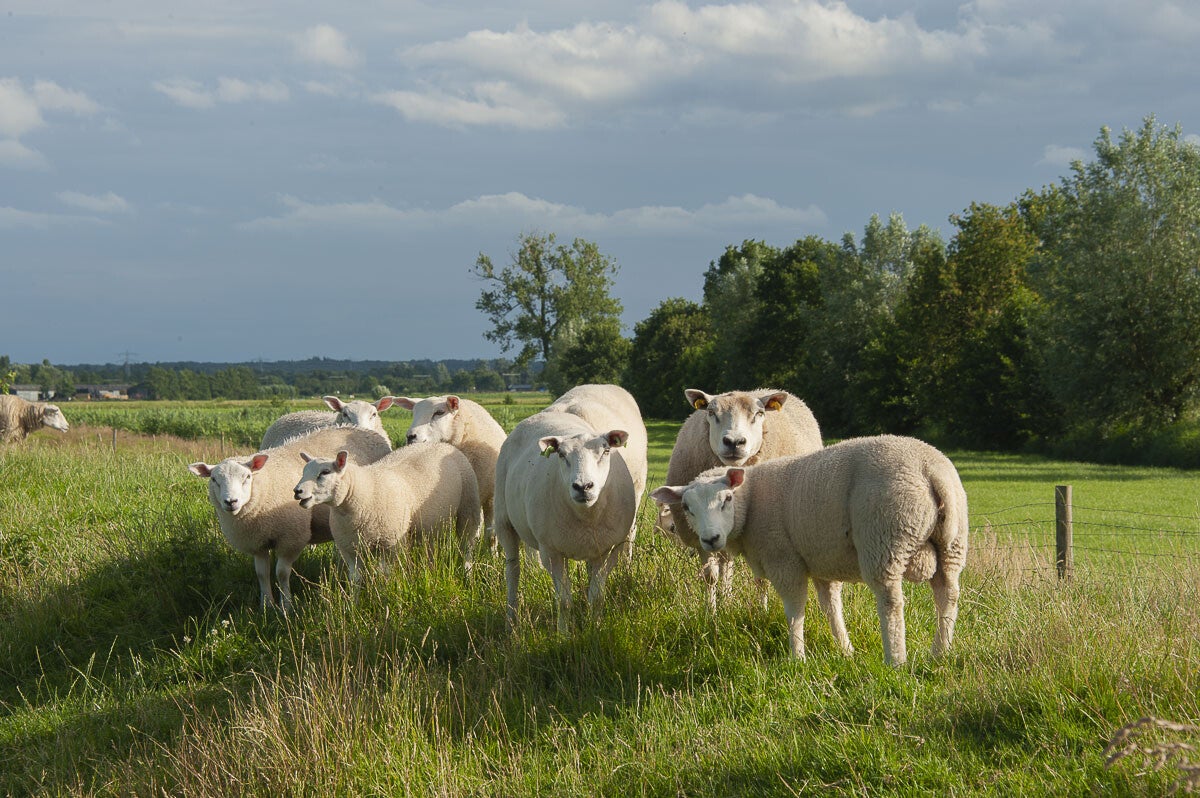 zeldertsepad_006-2.jpg