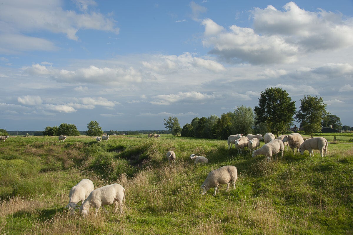 zeldertsepad_007-3.jpg