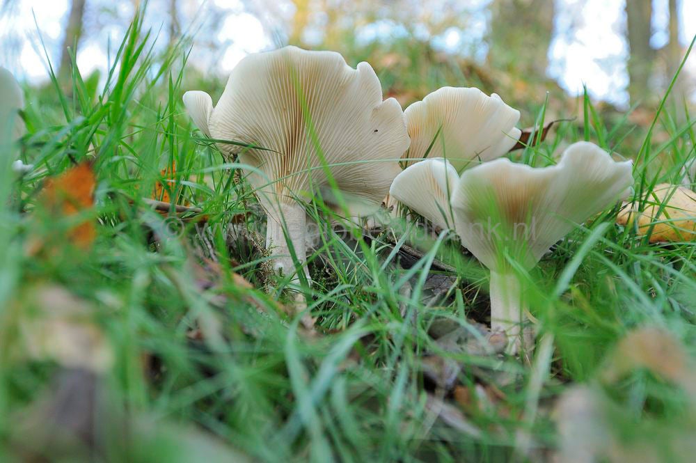 zonneheuvel_033.jpg